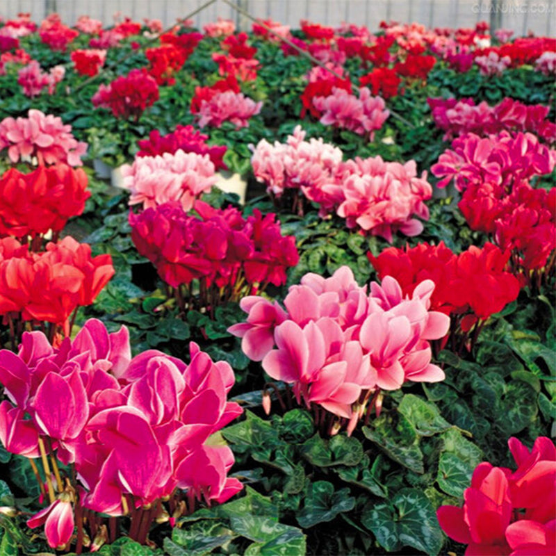 Egrow 100 Pcs/Pack Cyclamen Seeds Cyclamen Bonsai Cyclamen Floreslings Plants Primrose Flowers Garden