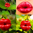Egrow 100Pcs Red Lips Flower Seeds Sexy Kiss Rosy Lip Plants Garden Bonsai Psychotria Elata Seeds