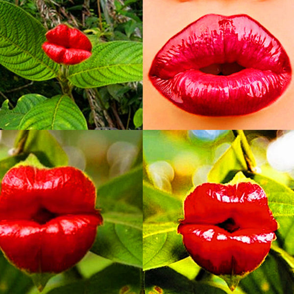 Egrow 100Pcs Red Lips Flower Seeds Sexy Kiss Rosy Lip Plants Garden Bonsai Psychotria Elata Seeds