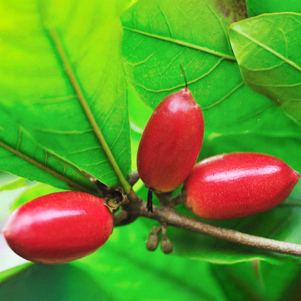 Egrow 20pcs/Bag Synsepalum Seeds Synsepalum Dulcificum Miracle Fruit Seeds Bonsai Fruit Seeds