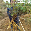 Egrow 100 Pcs/Pack Divaricate Saposhnikovia Seeds Divaricate Saposhnikovia Plant Saposhnikoviae