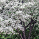 Egrow 15 Pcs/Pack Tassel Seeds Tassel Tree Plant Chionanthus Retusus Garden Seeds