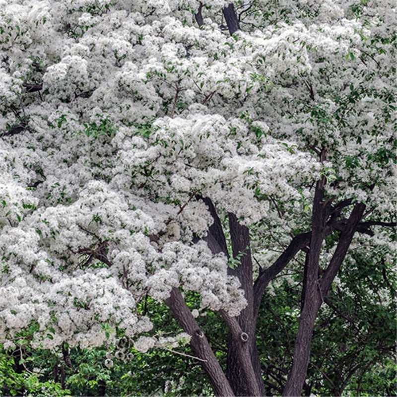 Egrow 15 Pcs/Pack Tassel Seeds Tassel Tree Plant Chionanthus Retusus Garden Seeds