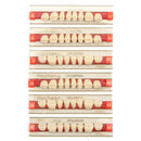 3 Set 84*1 A2 Color Denture Dental Acrylic Resin Teeth Upper + Lower Shade