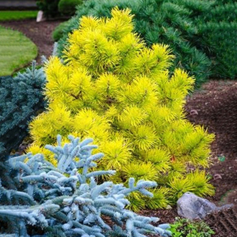 Egrow 50PCS/Pack Cedar Seeds Spruce Tree Seedling Rare Tree Bonsai Plant JAPANESE Cedar Home Garden Bonsai