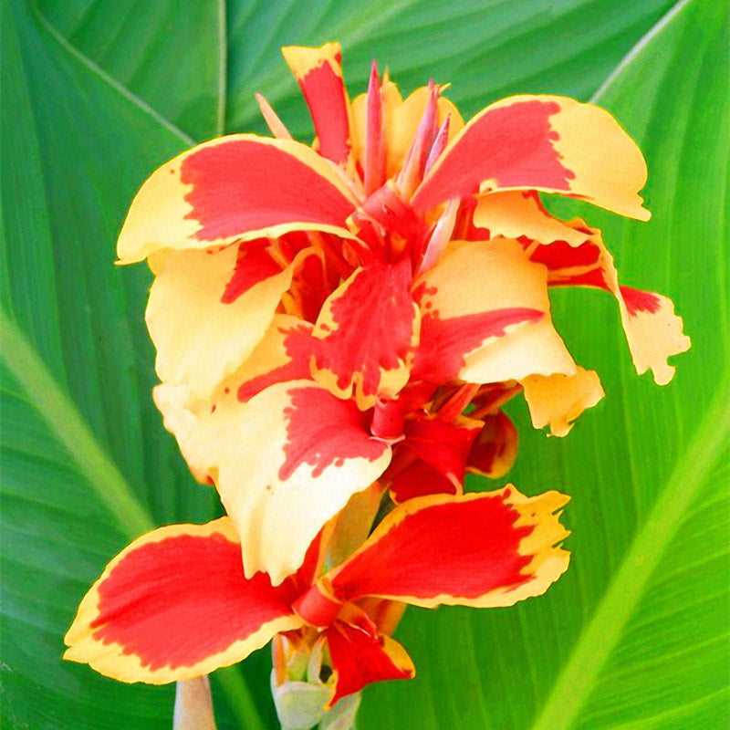 Egrow 100Pcs/Pack Canna Lily Seeds Garden Outdoor Bonsai Tropical Bronze Scarlet Flower Seeds
