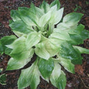 Egrow 100Pcs Hosta Plants Seeds Garden Perennial Green Plants Plantain Lily Flower Seeds Mixed Color