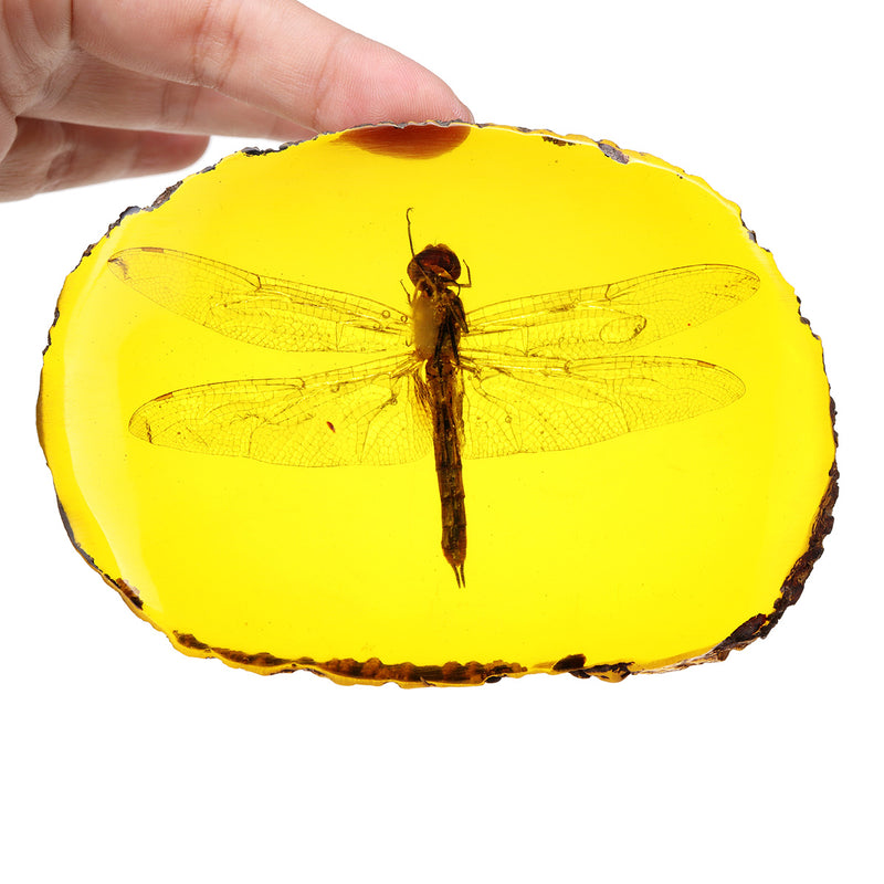Amber Fossil Insects Dragonfly Manual Polishing Insect Specimens Decorations