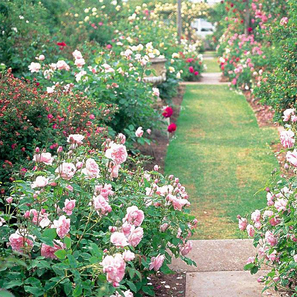 Egrow 200Pcs Garden Climbing Rose Seeds Balcony Drcoration Mix Colors Flower Seeds