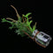 1/12 Miniature Resin Potted Plants Dollhouse Room Garden Decor Accessory #1