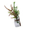 1/12 Miniature Resin Potted Plants Dollhouse Room Garden Decor Accessory