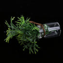 Miniature Potted Plants in Glass Bottle for 1/12 Dolls House Room Display Decoration