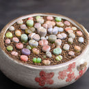 Egrow 100pcs Graine Lithops Pseudotruncatella Plant Seed Rare Potted  Stone Succulentes Mixture