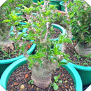 Egrow 5Pcs/Bag Adansonia Digitata Baobab Tree Seeds Rare Baobab Seeds Tropical Plant Garden Seeds