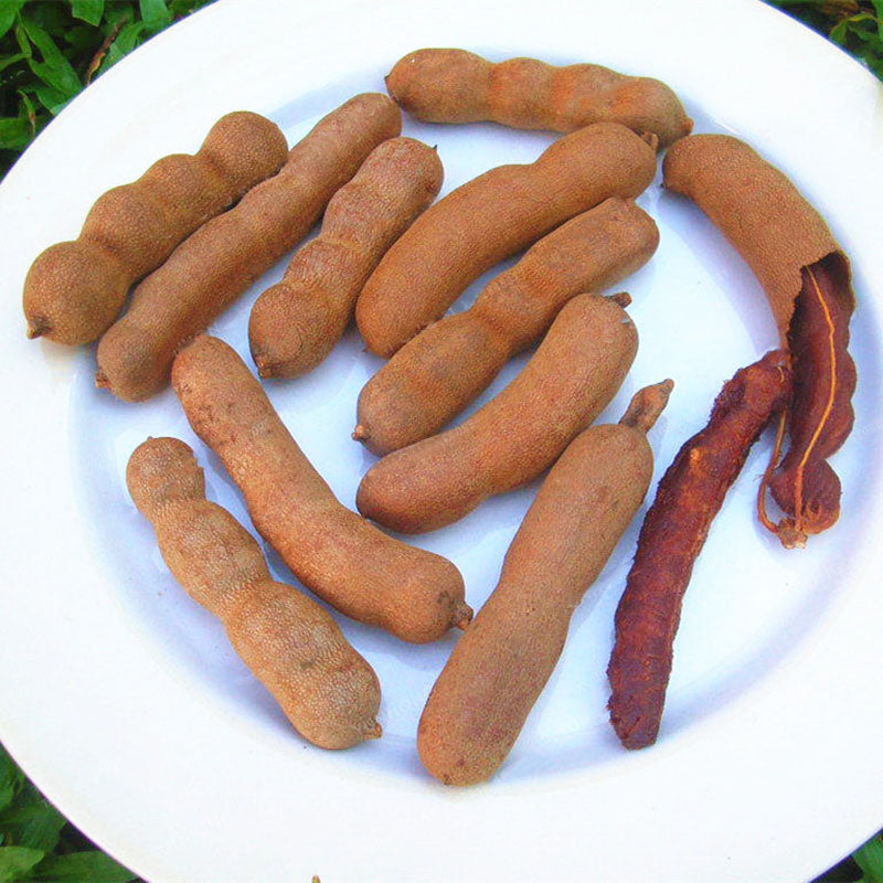 Egrow 10Pcs/Pack Tamarind Tree Seeds Fruit Vegetable Tree Bonsai Home Garden Decoration DIY Plants