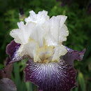 Egrow 50Pcs/Bag Iris Tectorum Seeds Rare Iris Seeds Bonsai Flower Seeds Heirloom Iris Tectorum Seeds