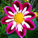 Egrow 10 Pcs/Pack Dahlia Seeds Dahlia Bulbs Exotic Rare Plants Bonsai Perennial Flower Bulbs Garden