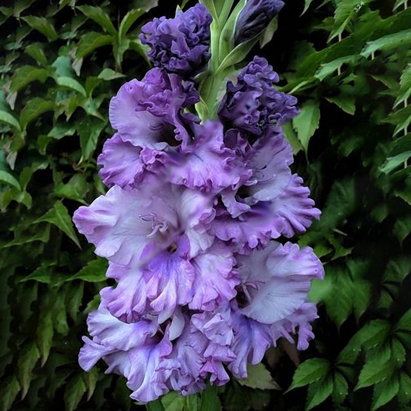 Egrow 100 PCS Perennial Gladiolus Flower Seeds  Garden Aerobic Potted Plants Sword Lily Flowers