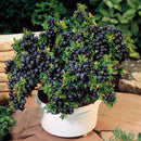 Egrow 30Pcs Blueberry Seeds Garden Edible Fruit Bonsai Plant Indoor Outdoor Delicious Plant