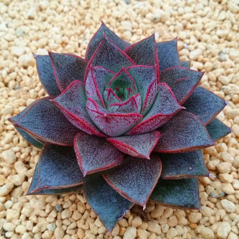 Egrow 100 Pcs/Pack Echeveria Purpusorum Seeds Fresh Succulent Plant Seed Garden Round Leaf Succulent