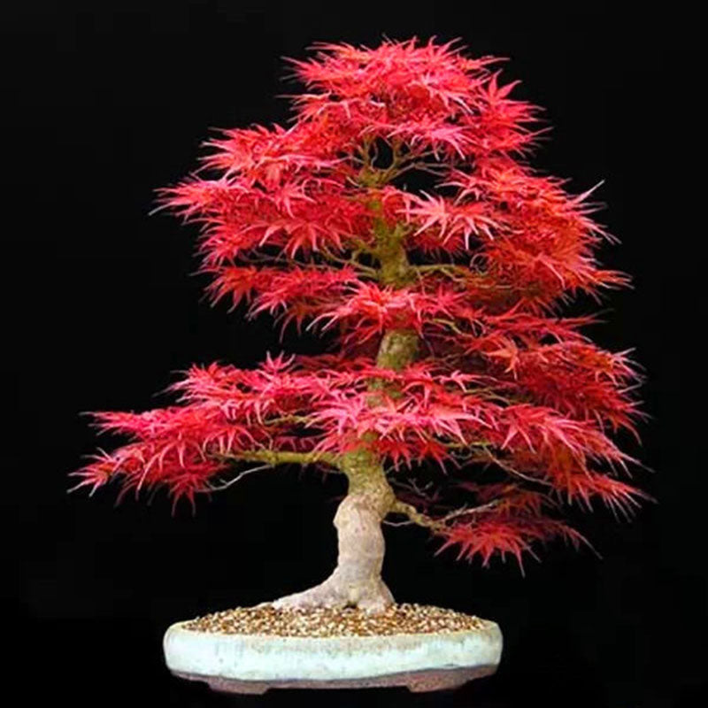 Egrow 50PCS/Pack Maple Seeds Canada Mini Red Maple Bonsai Garden DIY Bonsai Maple Tree Plant