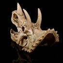 Resin Model Triceratops Dinosaur Skull Head Teaching Bone Collectible Craft Gift Decorations