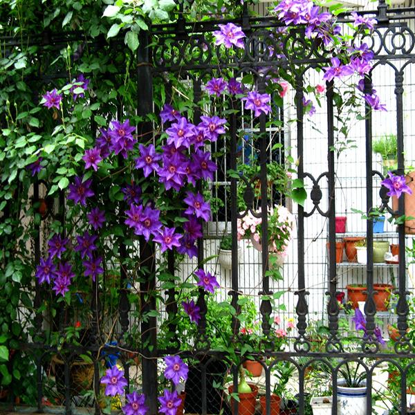 Egrow 100Pcs/Pack Clematis Seeds Potted Clematis Flower Garden Ornamental Plants