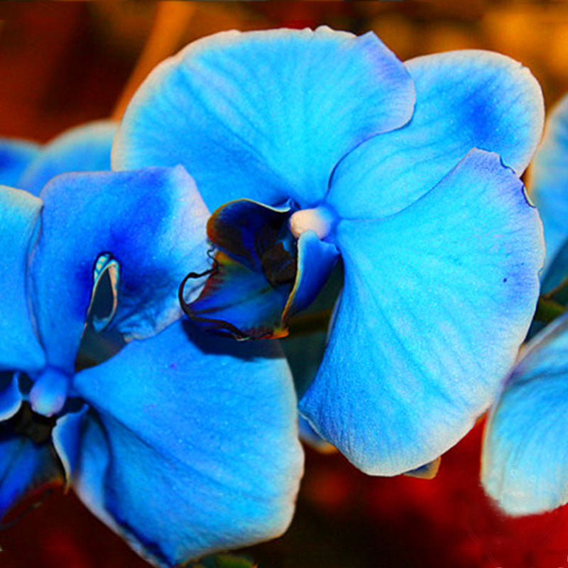 Egrow 100 Pcs/Pack Cactus Seeds