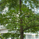 Egrow 30 Pcs/Pack Terminalia Seeds Terminalia Mantaly Tree Madagascar Almond Tree