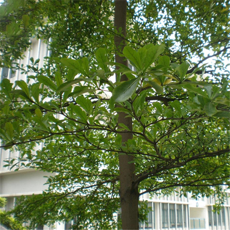 Egrow 30 Pcs/Pack Terminalia Seeds Terminalia Mantaly Tree Madagascar Almond Tree