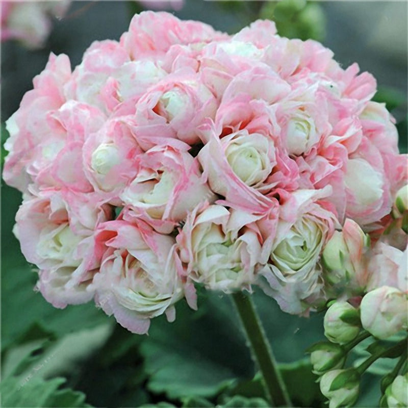 Egrow 100 PCS Garden Geranium Seed Rare Potted Flower Seeds Perennial Outdoor Decoration Plant