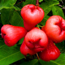 Egrow 100 PCS/Pack Jambu Air Seeds Rose Wax Apple Bonsai Rare Fruit Flores for Home Garden Planting