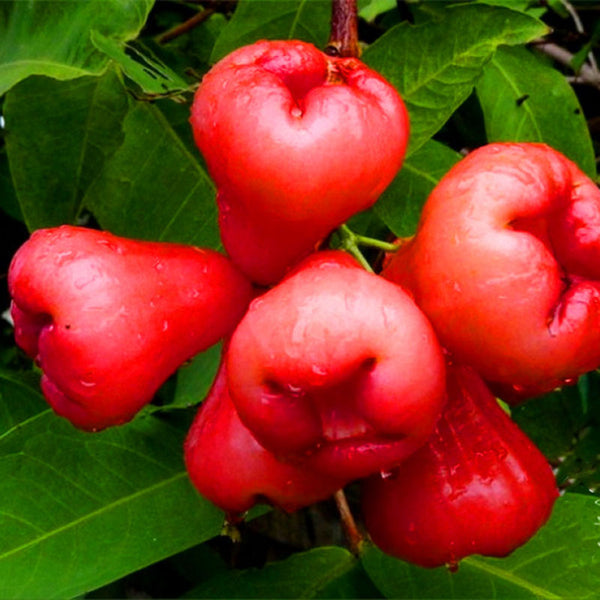 Egrow 100 PCS/Pack Jambu Air Seeds Rose Wax Apple Bonsai Rare Fruit Flores for Home Garden Planting