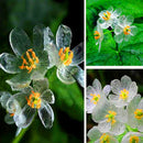 Egrow100Pcs/Bag Umbrella Leaf Dysosma Pleiantha Seeds Transparent Flower Seeds Delicate Garden Seed