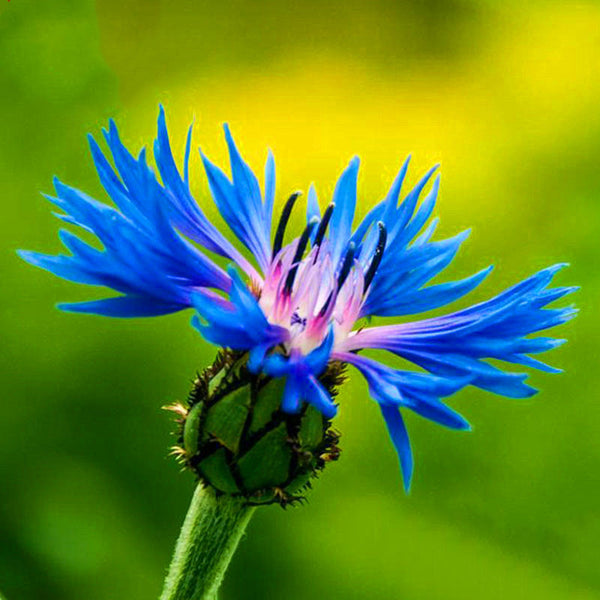 Egrow 100Pcs/Pack Blue Cornflower Centaurea Cyanus Seeds Balcony Patio Garden Flowers Potted Bonsai Plant Seed