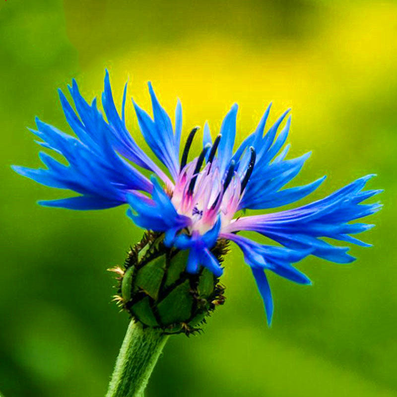 Egrow 100Pcs/Pack Blue Cornflower Centaurea Cyanus Seeds Balcony Patio Garden Flowers Potted Bonsai Plant Seed