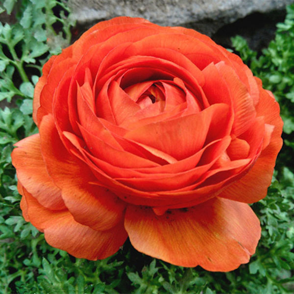 Egrow 50Pcs/Pack Persian Buttercup Seeds Home Garden DIY Plants Ranunculus Asiaticus Seeds