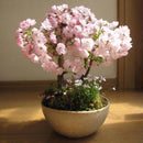 Egrow 10Pcs Sakura Flower Seeds Pink Cherry Blossom Tree Bonsai Plants Garden Rare Perennial