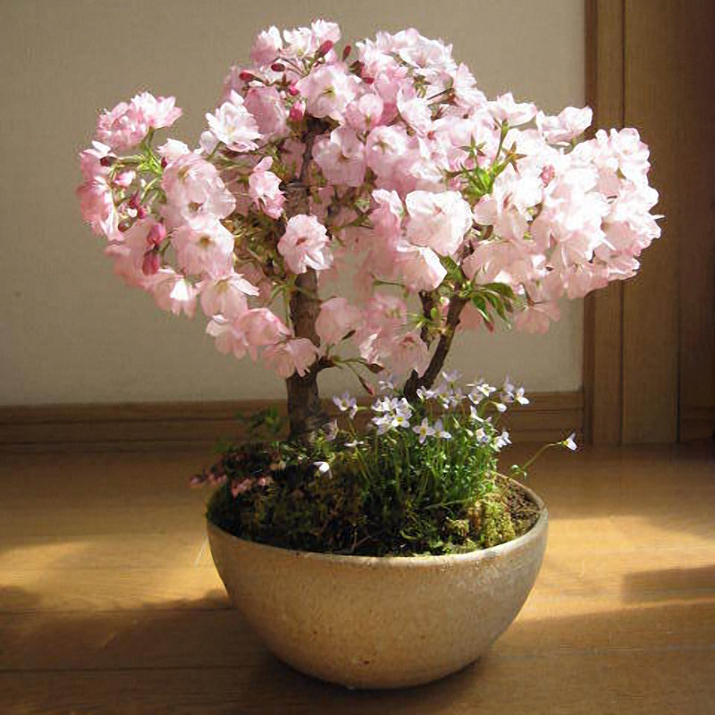 Egrow 10Pcs Sakura Flower Seeds Pink Cherry Blossom Tree Bonsai Plants Garden Rare Perennial