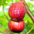 Egrow 100Pcs/Pack Tropical Fig Seeds Mini Fig Tree Bonsai Fruit Seed Garden Indoor Potted Plants