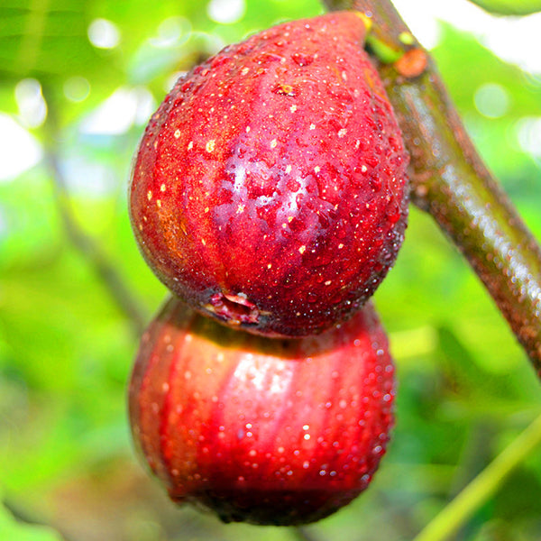 Egrow 100Pcs/Pack Tropical Fig Seeds Mini Fig Tree Bonsai Fruit Seed Garden Indoor Potted Plants