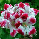 Egrow 100 PCS Garden Geranium Seed Rare Potted Flower Seeds Perennial Outdoor Decoration Plant