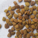 Egrow 15Pcs/pack Caesalpinia Pulcherrima Tree Seeds Perennial Greening Plants Seeds