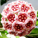 Egrow 20Pcs/Pack Hoya Seeds Potted Seed Hoya Carnosa Flower Seed Garden Plants