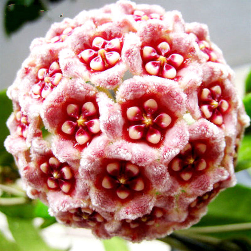 Egrow 20Pcs/Pack Hoya Seeds Potted Seed Hoya Carnosa Flower Seed Garden Plants