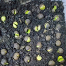 Egrow 130 Pcs/Pack Green Tea Seeds Green Teea Tree Semente Plant Chinese Tea