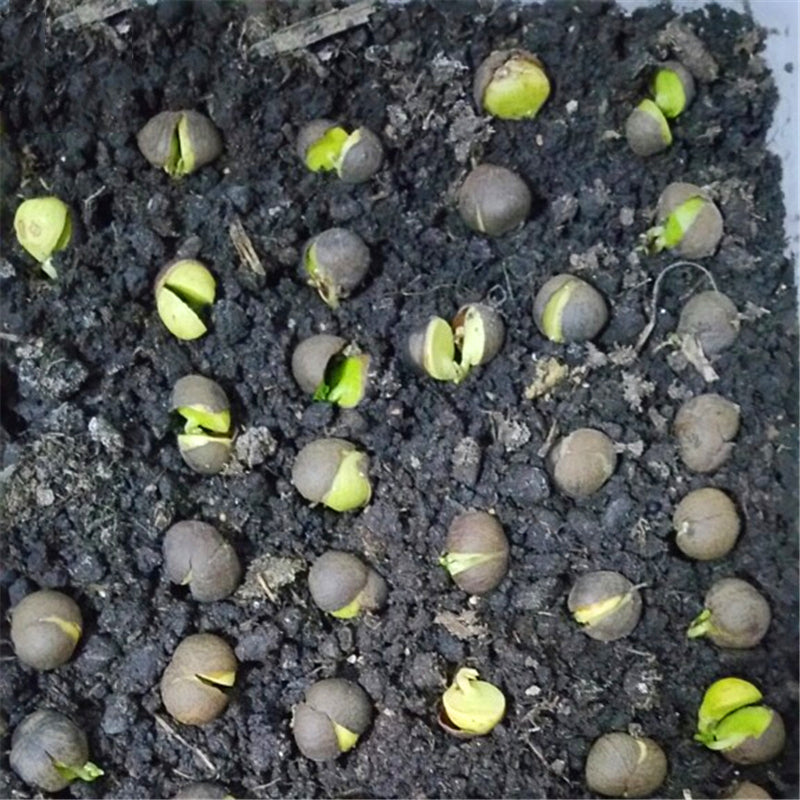 Egrow 130 Pcs/Pack Green Tea Seeds Green Teea Tree Semente Plant Chinese Tea