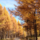 Egrow 50 Pcs/Pack Larix Gmelinii Tree Seeds Gmelinii Tree Plant Larch Pine