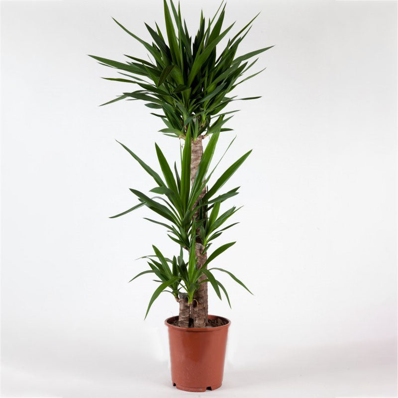 Egrow 50 Pcs/Pack Yucca Seeds DIY Potted Plants Home And Garden Pot Bonsai White Orchid Sementes Evergreen