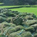 Egrow 500 Pcs/Pack Evergreen Grass Seeds Evergreen Grass Semente Plant Evergreen Garden Lawn Grass